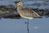 Bar-tailed Godwit